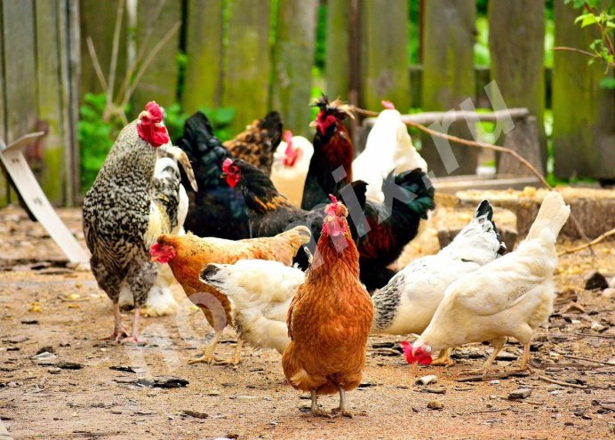 Домашняя птица