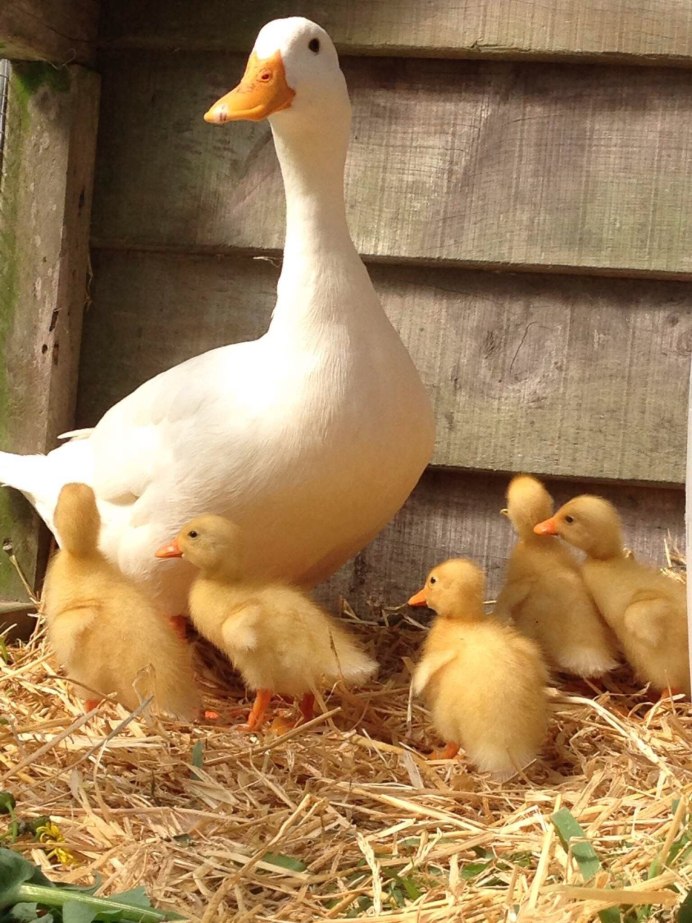 Гуси муларды