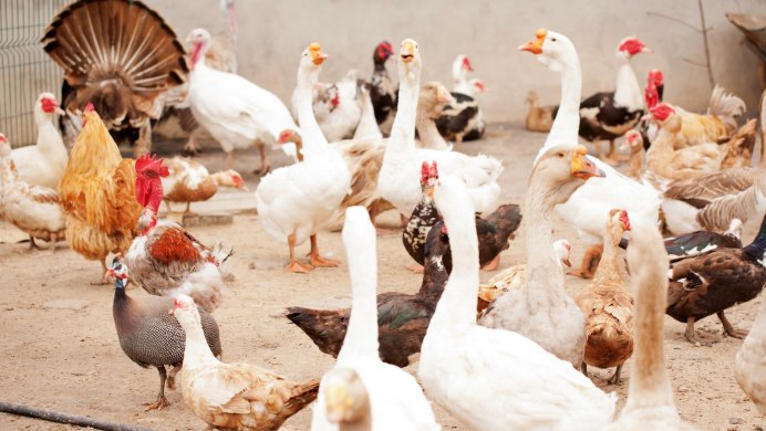 Птичий двор куры ,гуси ,инки