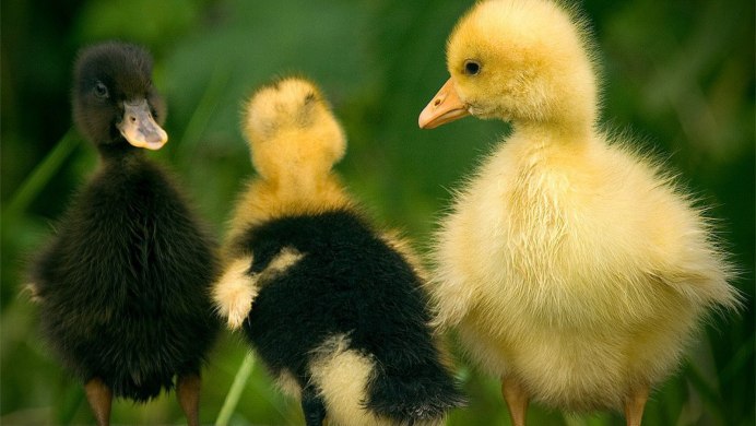 Хохлатые муларды