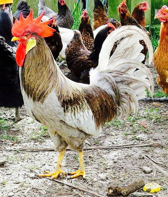 Пекинская бентамка петух