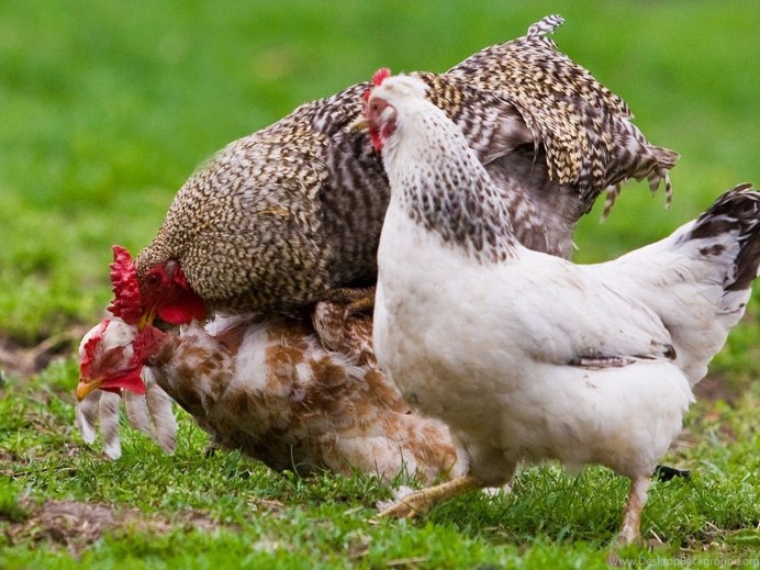 Курица обои