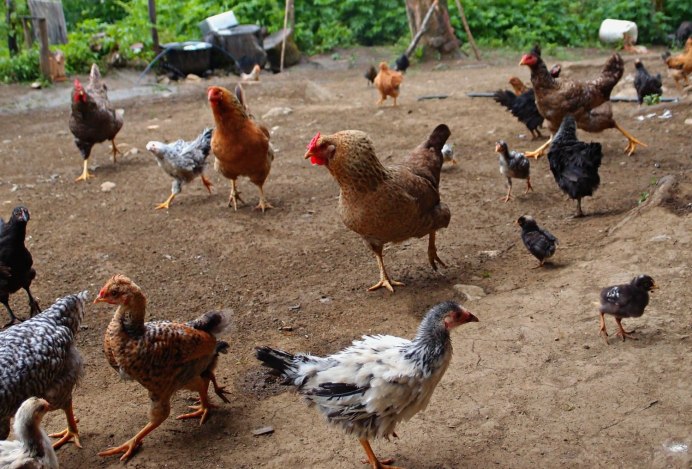 Птичий двор Новоусманский район Тамлык