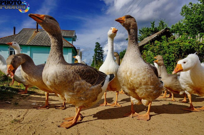 Гусь и утка