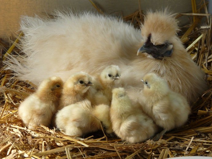 Цыплята породистые красивые