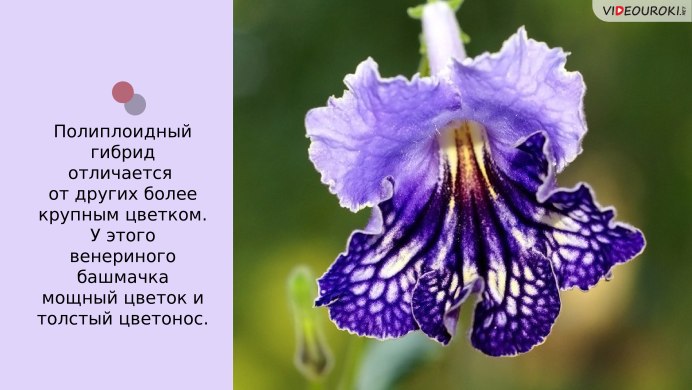 Стрептокарпус ват Жерар