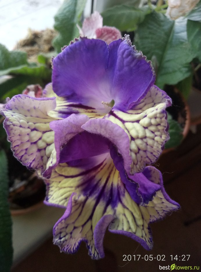Стрептокарпус Neil's Lilac