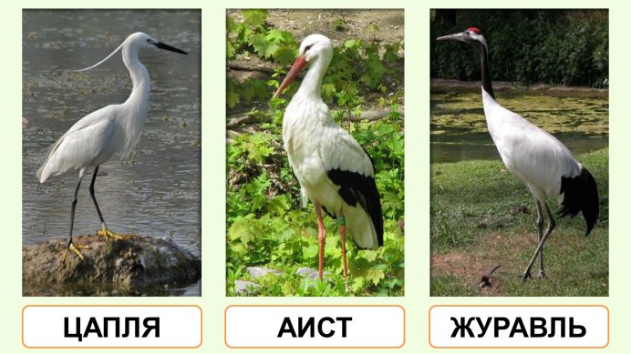 Белый журавль Сербия