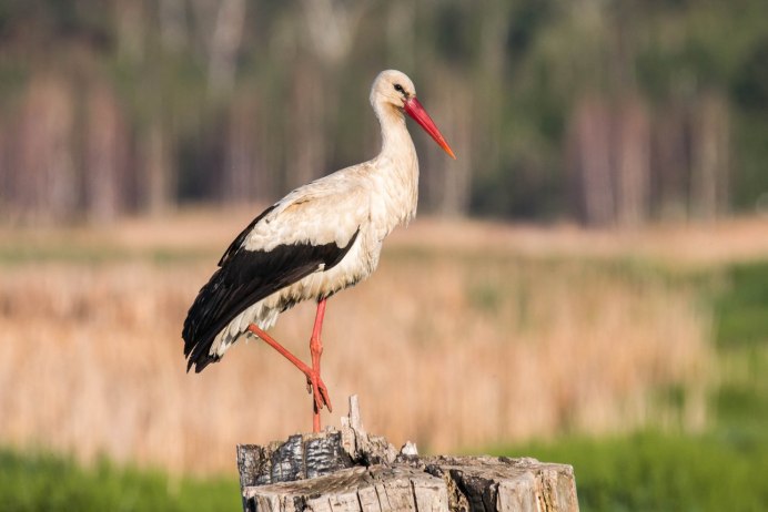 Белая американская цапля Egretta Thula