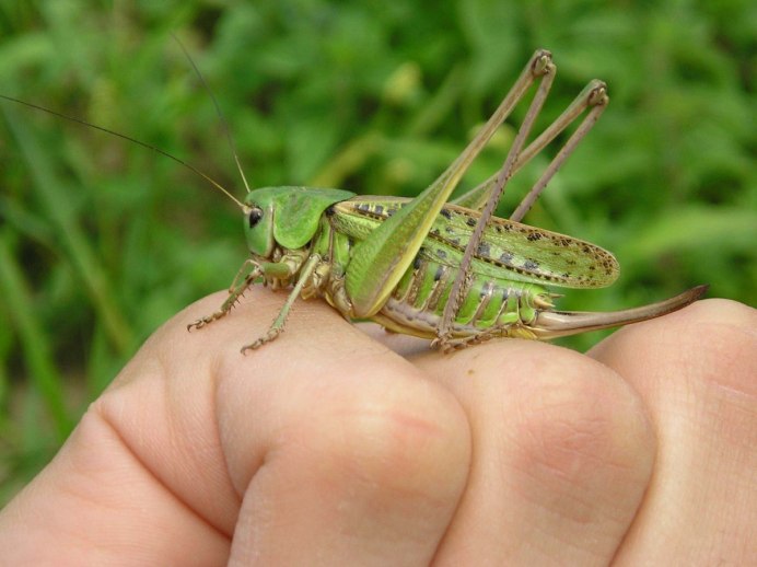Euthystira brachyptera