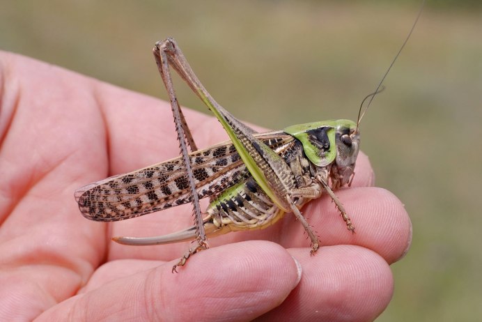 Саранча Перелетная locusta migratoria