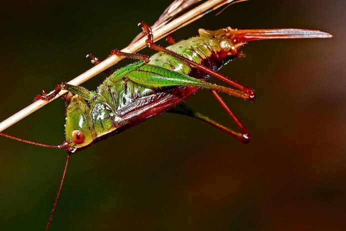 Радужный кузнечик Dactylotum bicolor