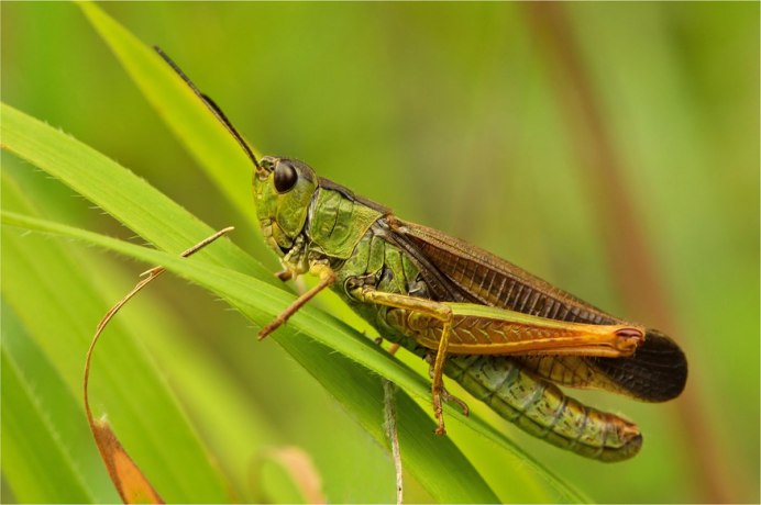 Кобылка Сибирская (Gomphocerus sibiricus l.)