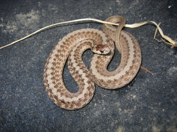 Storeria occipitomaculata