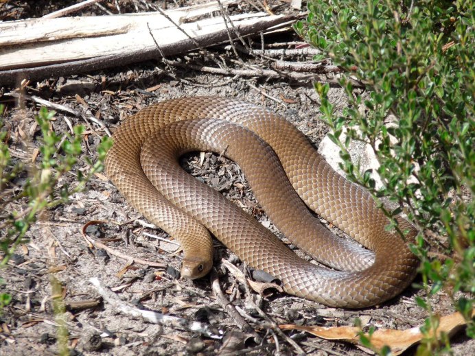 Pseudechis porphyriacus