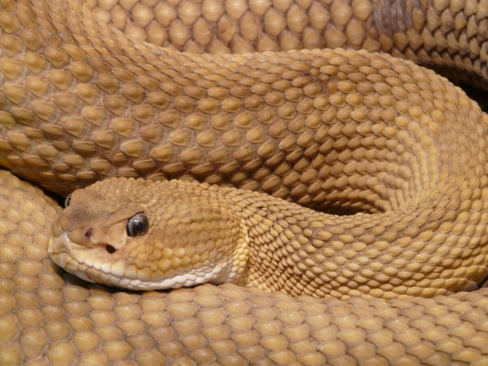Copperhead змея