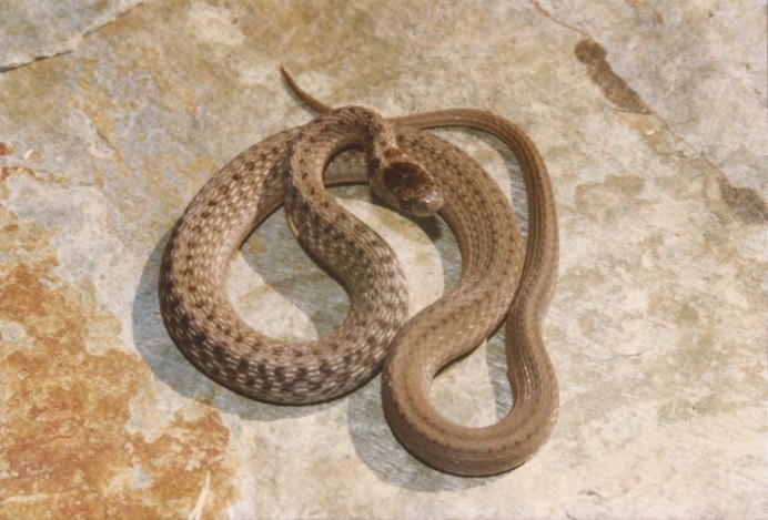 Pseudonaja textilis