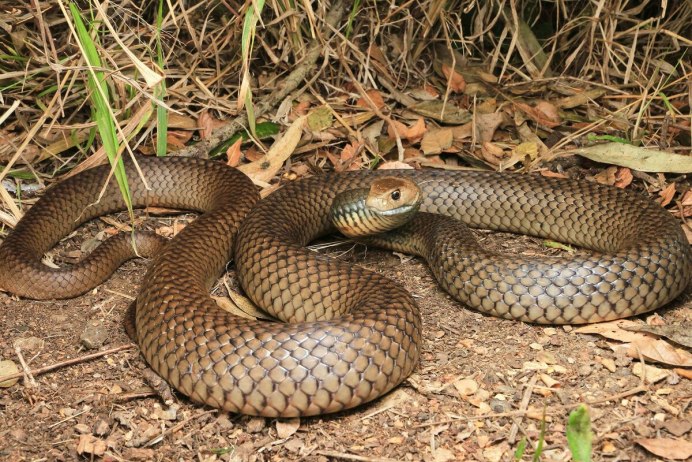 Коричневая ДЕМАНСИЯ (Demansia Psammophis)
