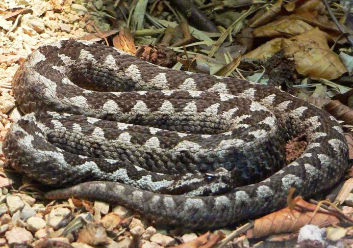 Saw scaled Viper
