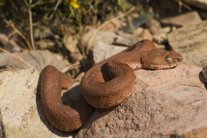 Pseudonaja textilis