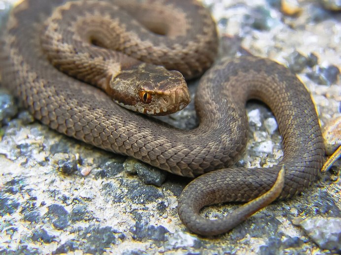 Pseudonaja nuchalis