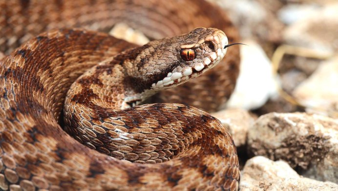 Wallpapers parasuta flagellum