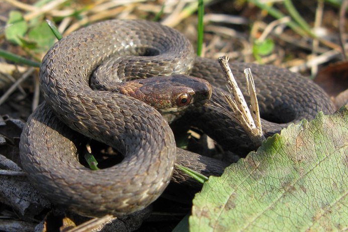 Storeria dekayi
