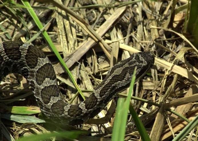 Семейство Ужовые (Colubridae)
