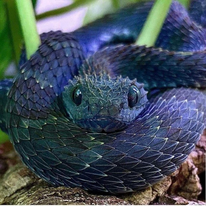 Agkistrodon piscivorus
