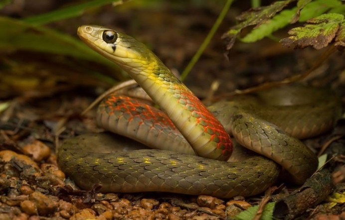 Обыкновенная гадюка - Vipera berus (Linnaeus, 1758)