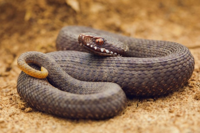 Гадюка Никольского (Vipera nikolskii)