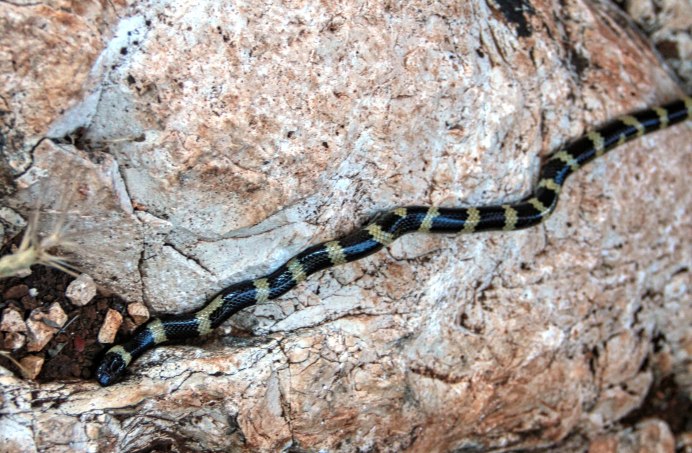 Техасский гремучник Crotalus Atrox