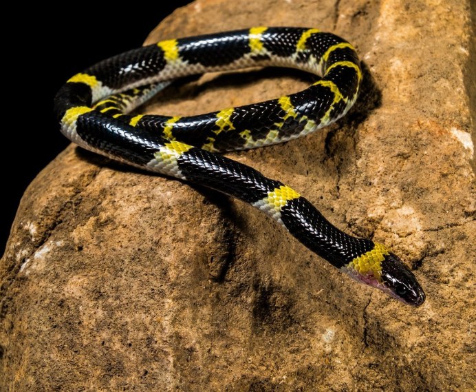 Wallpapers Causus bilineatus