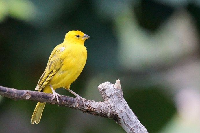 Yellow Warbler птица