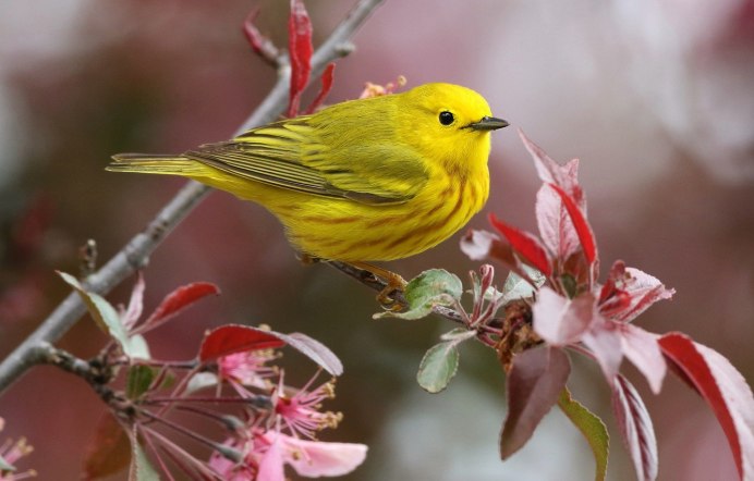 Prothonotary Warbler