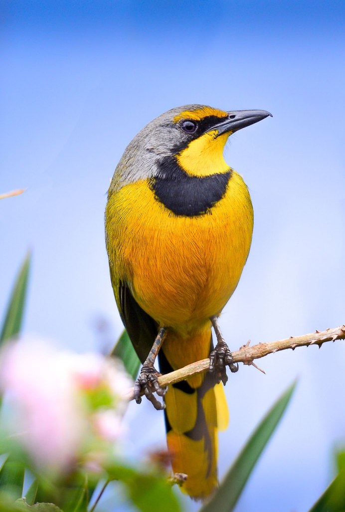 Icterus Melanopsis