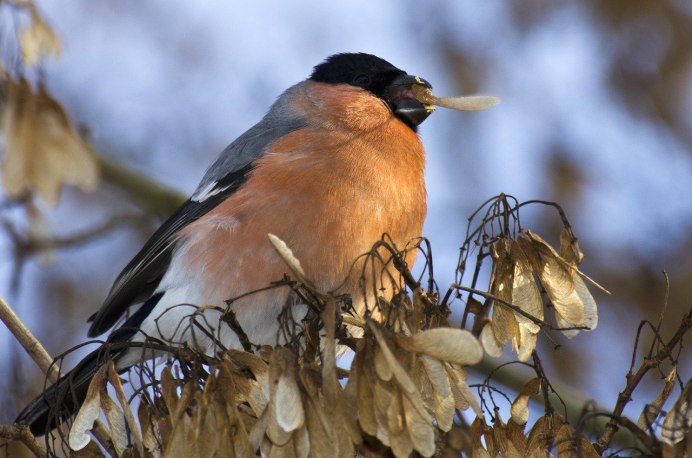 Вьюрок Коростель свиристель