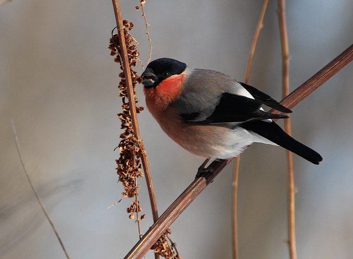 Уссурийский Снегирь (pyrrhula griseiventris)