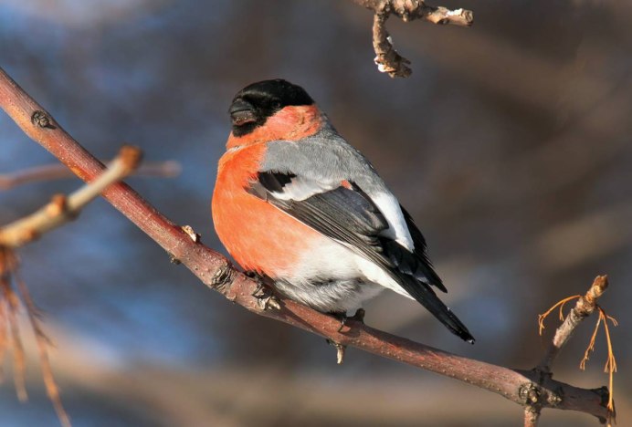 Дрозд в Кемеровской области