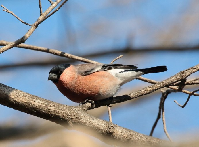 Зорянка рябинник