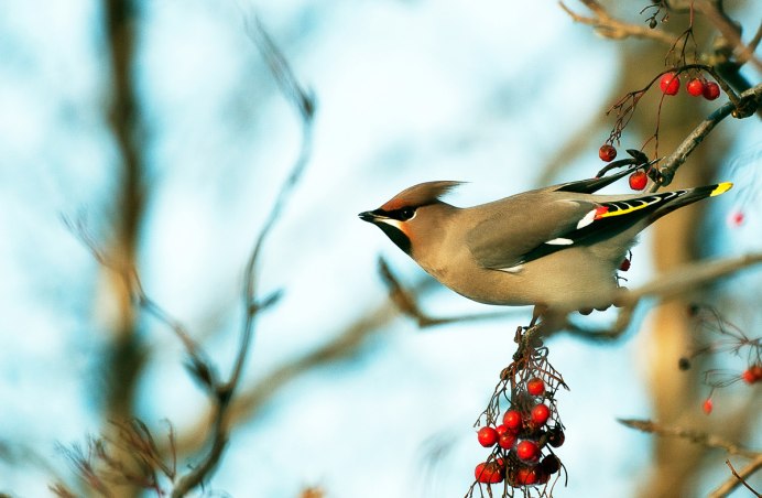 Хохлатая птица свиристель