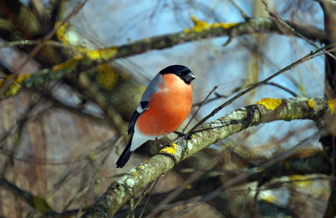 Птицы Подмосковья зимой