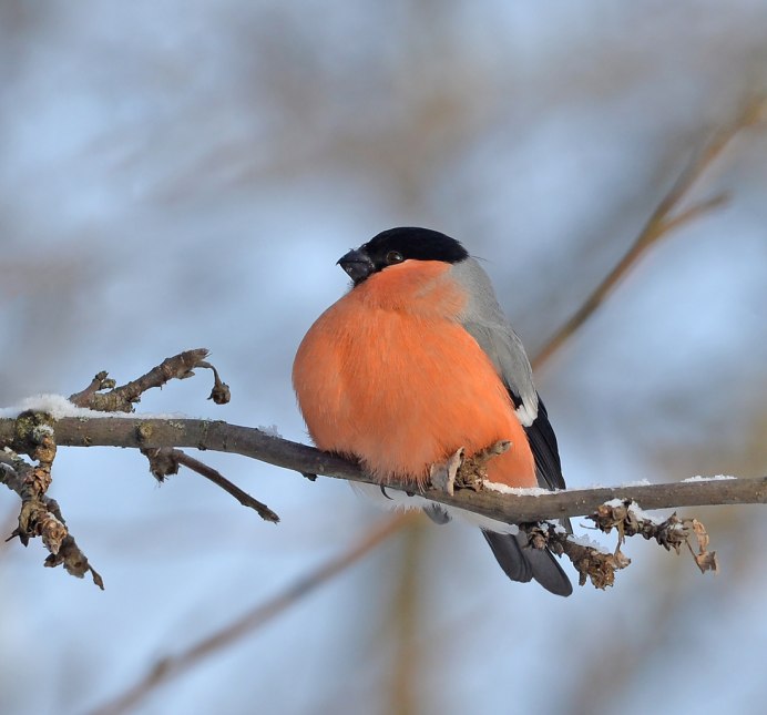 Птица Снегири Бурятия