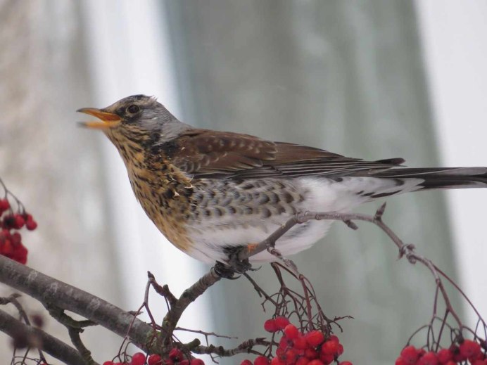 Рябиновый Дрозд Дрозд рябинник