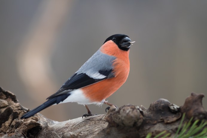 Дрозд-белобровик turdus iliacus
