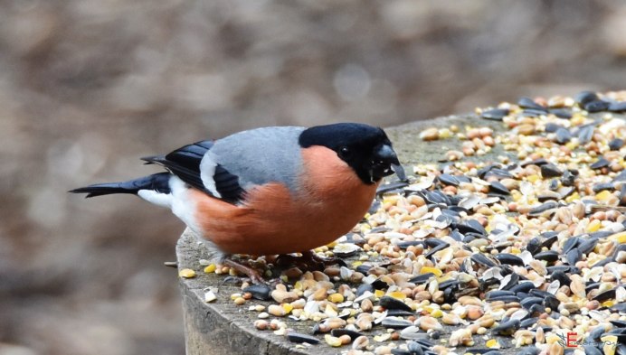 Свиристель зимующая