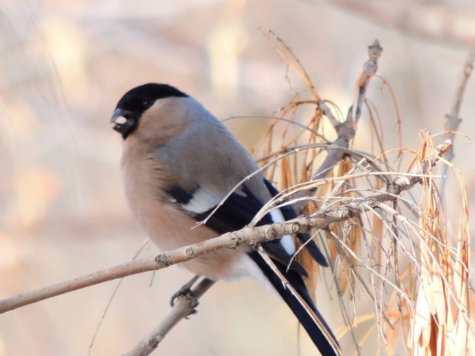 Свиристель серая