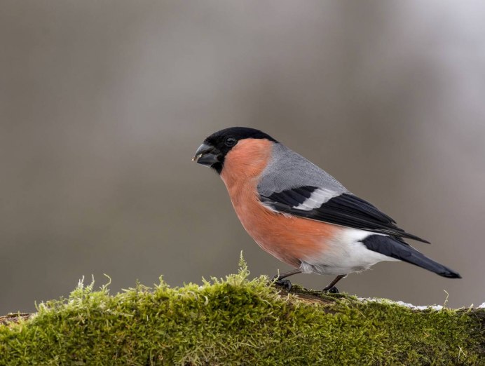 Хохлатая свиристель