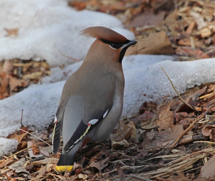 Свиристель зимующая птица