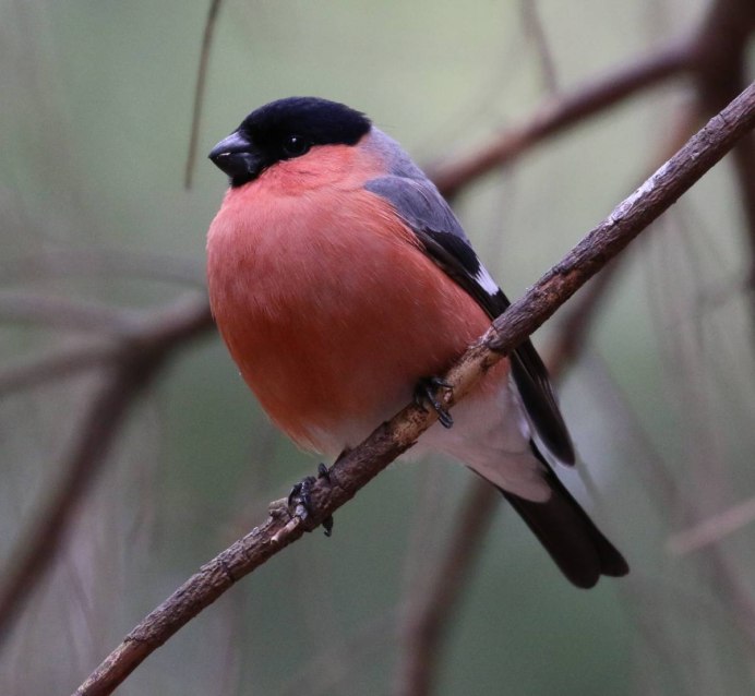 Белоголовый Лесной Удод